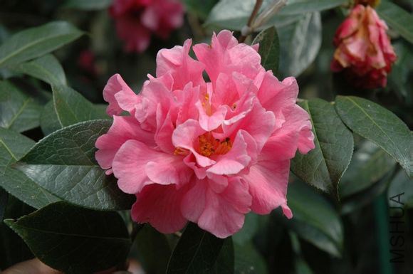 25.��ϼCamellia reticulata��Zixia�� ������ɢĵ���ͣ��ۺ�ɫ������10��12�M������24��28ö��3��4�������� ...