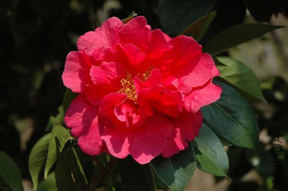 27.ָ��Camellia reticulata��Zhinan�� ������ɢĵ���ͣ����ɫ������10��14�M������16-18ö��ҶƬ����Բ�� ...