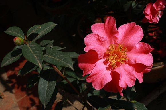 26.����Camellia reticulata��Lishan�� ����õ���ͻ���ɢĵ���ͣ��Һ�ɫ������12��14�M������18��30ö��3�� ...