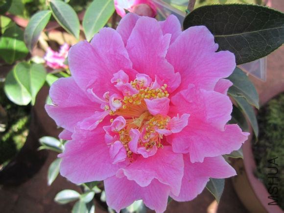 28.÷���Camellia reticulata��Meigehon�� ���й��͡��Һ�ɫ������13cm������28�ꡢ����껯�������Եȱ ...