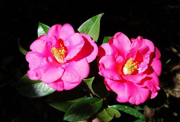 29.��ǾCamellia reticulata��Ziqiang�� ԭ������ɽ����Ȼ����Ʒ�֡�����5m����Χ51cm����õ���͵���ɢĵ�� ...