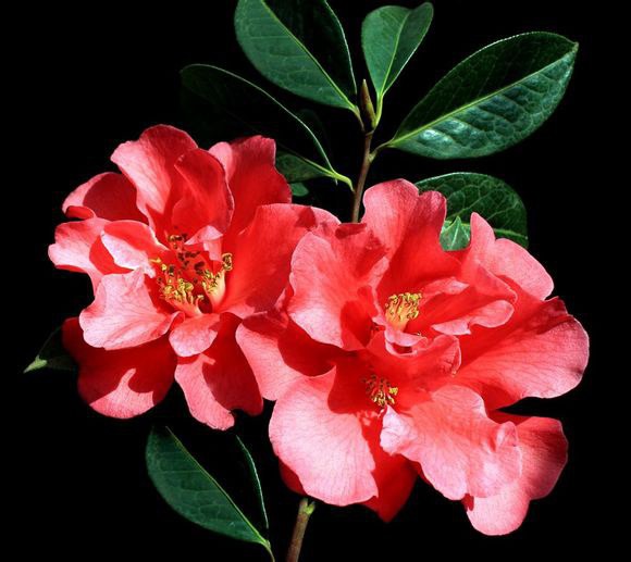 30.����Camellia reticulata��Ziling�� ԭ����ɽ����Ȼ����Ʒ�֡�����3.5m����Χ32cm��˫����Χ��22cm��16c ...