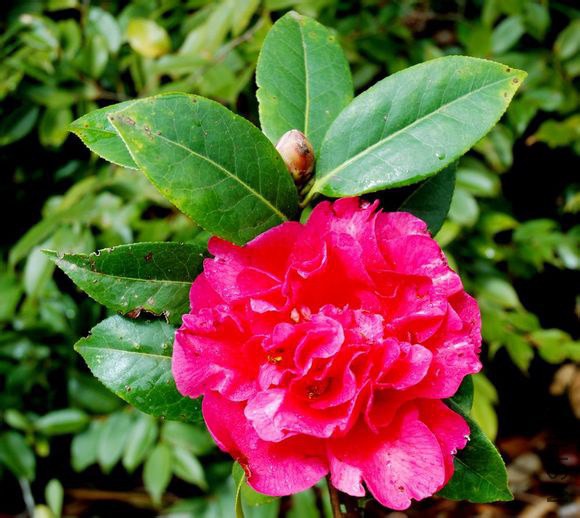 31.�Ͼ�Camellia reticulata��Zijuan�� ����ɽ����Ȼ����Ʒ�֡�����5m����Χ68cm��˫����Χ��28cm��28cm�� ...