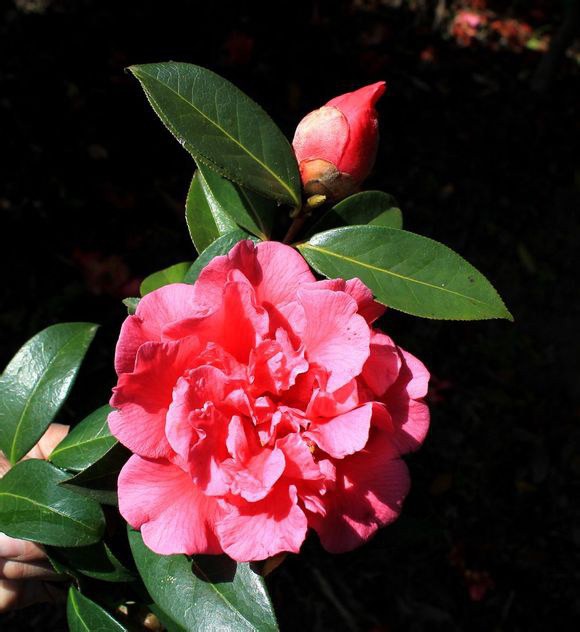 32.�ϵ�Camellia reticulata��Zidie�� ����ɽ����Ȼ����Ʒ�֡�����3m����Χ27cm����Χ17cm������ɢĵ���͡� ...