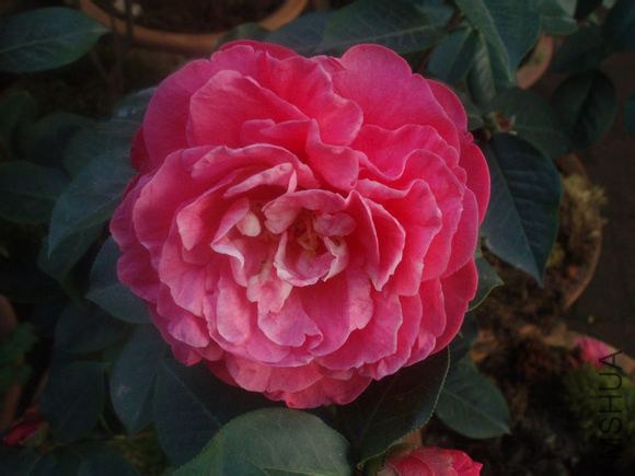 33. ����Camellia reticulata��Weichu�� ����Ȼ������ȫ�ذꡢ����12cm������33-45�ꡢ�����˻������ۺ�ɫ ...