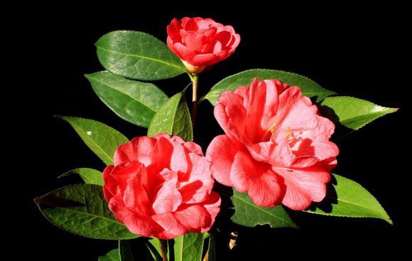34.����Camellia reticulata��Zidai�� ����ɽ����Ȼ����Ʒ�֡�����11�ꡢ��Χ180cm��õ���͡��Һ�ɫ������6 ...