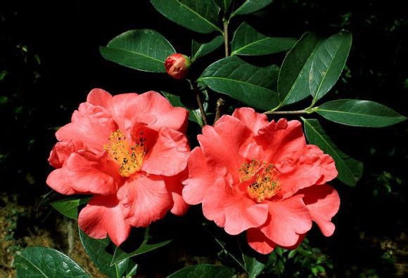 35.��ޱCamellia reticulata��Ziwei�� ����ɽ����Ȼ����Ʒ�֡�����4m����Χ40cm����Χ35cm����õ���͡����� ...