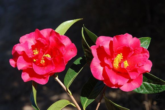 36.����Camellia reticulata��Ziyu�� ����ɽ����Ȼ����Ʒ�֡�����4m����Χ46cm����Χ30cm����õ���͵���ɢ ...