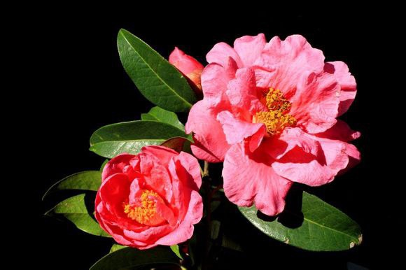 37.����Camellia reticulata��Ziyun�� ����ɽ����Ȼ����Ʒ�֡�����5m����Χ48cm����Χ26cm�������ذꡢ�Һ� ...