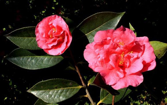 38.�ϬECamellia reticulata��Zitin�� ����ɽ����Ȼ����Ʒ�֡����5m����״����Χ130cm������150�ꣻҶ���� ...