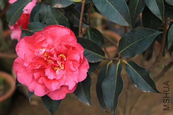 39.�ϵ�Camellia reticulata��Zidan�� ����ɽ����Ȼ����Ʒ�֡���״����3.5m����Χ77cm��Ҷ�������Σ���״�� ...