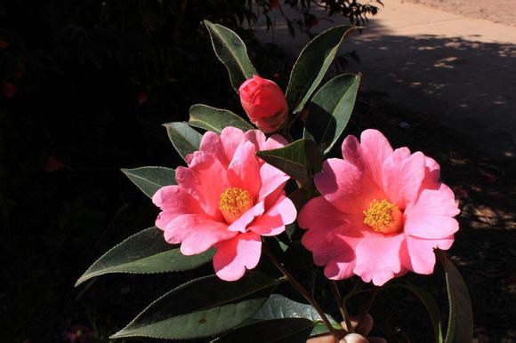 40.�Ϸ�Camellia reticulata��**�� ����ɽ����Ȼ����Ʒ�֡���״����3.5m����Χ280cm��Ҷ��Ҷ�Σ���״�� ...