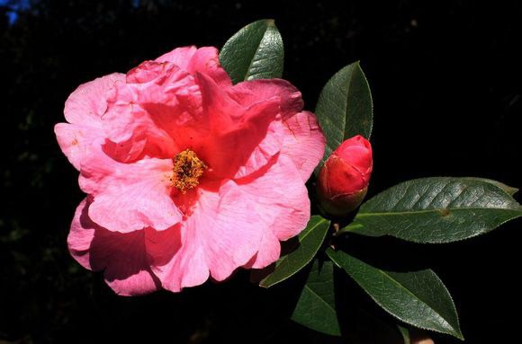 41.���֮��Camellia reticulata��Lingbazhichun�� ����ɽ����Ȼ����Ʒ�֡����3.8m����Χ44cm��Ҷ����Բ�� ...