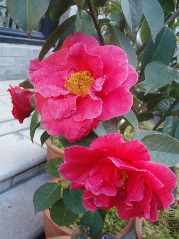 42.��̨��Camellia reticulata��Jiutaihon�� Ұ������ɽ����Ȼ����Ʒ�֡����6.2m����Χ160cm������150�ꣻ ...
