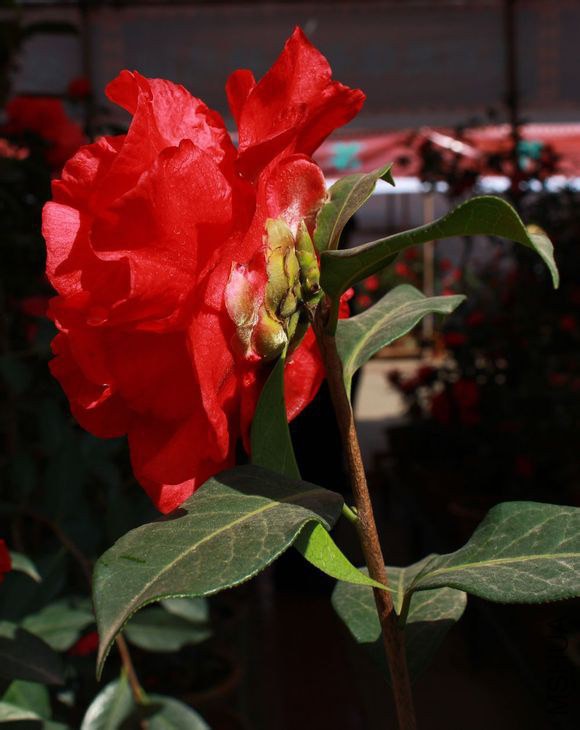 43.¹�Ǻ�Camellia reticulate ��Luchenghong�� ����ɽ����Ȼ����Ʒ�֡���õ���ͣ����ɫ�����������ʸУ� ...