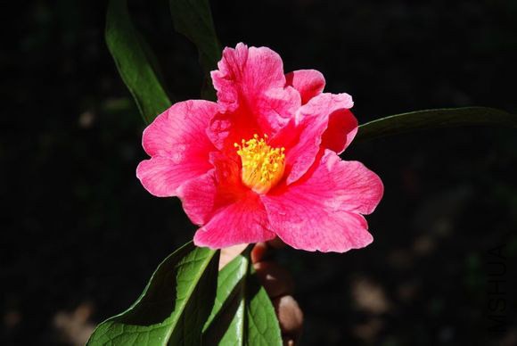 44.ţɽ����Camellia reticulate ��Niushanchawang������ɽ��Ұ��Ʒ�֡���13.7m����Χ315cm������840�ꣻ�� ...