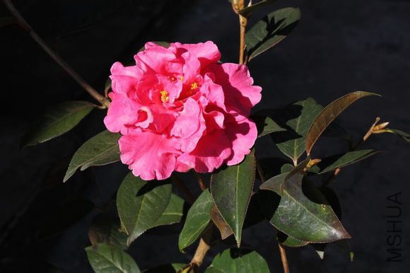 45.ţɽ�۵�Camellia reticulate ��Niushanfendie�� ����ɢĵ���ͣ�����24�ꡣҶ����Բ�Σ�Ҷ�����ԣ���Ե ...