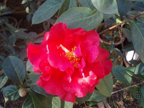 46.ţɽ��Camellia reticulate ��Niushan hon�� ����ɽ����Ȼ����Ʒ�֡����Σ���״������3.9m����Χ88cm�� ...