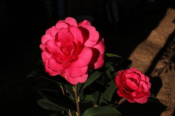 47.����Camellia reticulata ��Baize�� Ұ������ɽ��ʵ������ѡ�������Һ�ɫ��õ���ͣ�����10~12���ף����� ...