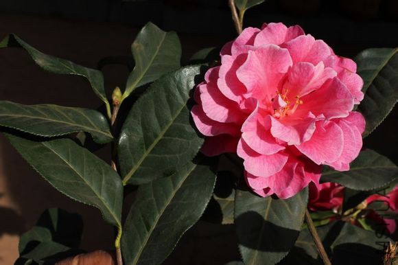 48.��������Camellia reticulata ��Yongchangjunzhu������ɽ��ѡ��Ʒ�֡���ǳ�Һ�ɫ��õ���ͣ��ټ����ģ��� ...