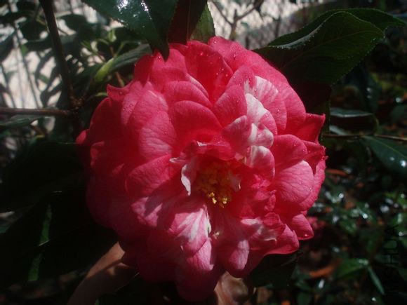 49. ����Camellia reticulata��Churui�� ��õ���ذ��ͣ��Һ�ɫ������11��13cm������35��44Ƭ��5���������� ...
