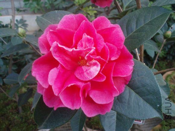 50. ���Camellia reticulata��Chujiao�� ������״õ���ذ��ͣ��Һ�ɫ������11��12cm������36��42Ƭ���ȶ� ...
