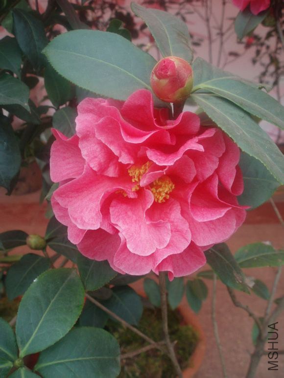 51.���� Camellia reticulata ��Chuyan�� ����ɢĵ���ͣ��Һ�ɫ������10��12���ף�����20��24ö�����۲�״ ...