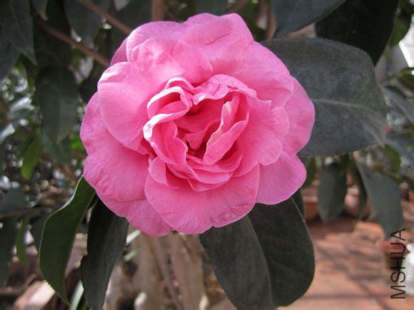 52.���� Camellia reticulata ��Chuhe��  ��õ��������ɢĵ���ͣ��ۺ�ɫ������9��13���ף�����20��24ö��4 ...