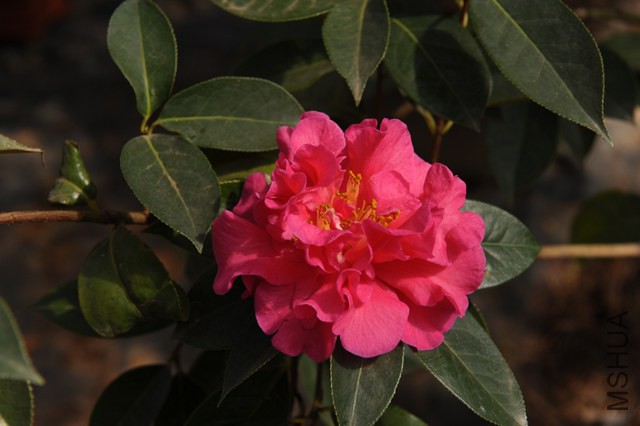 53.����  Camellia reticulata ��Baizechun�� ��Ȼ�ӽ���ѡ�� ��õ��������ɢĵ���ͣ��Һ�ɫ������10��12 ...