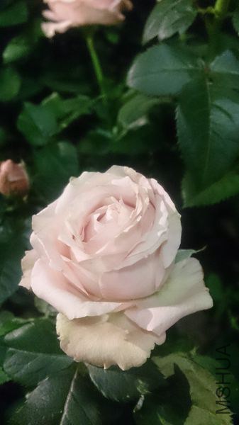 DSC_0870.JPG