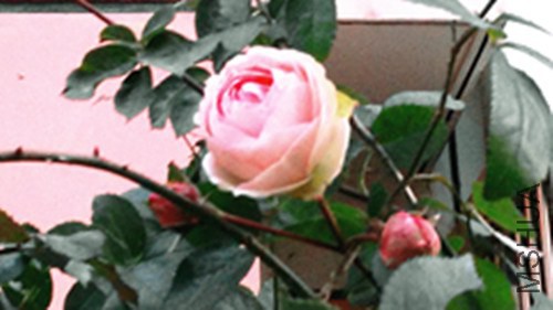 IMG20150112070325_����.jpg
