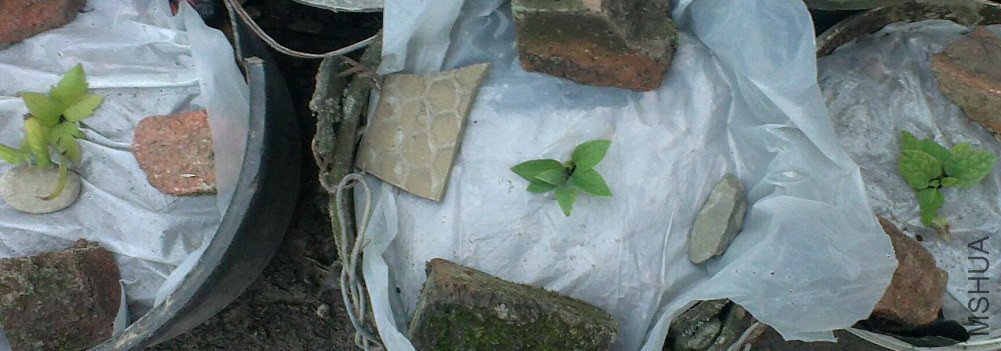 IMAG0249_2.jpg