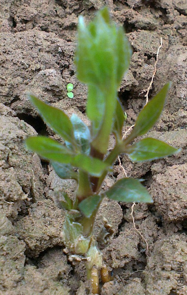 IMAG0265_1.jpg