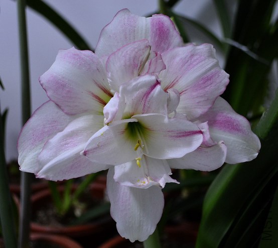 DSC_2003.jpg