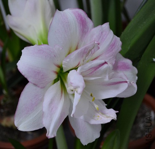 DSC_2007.jpg