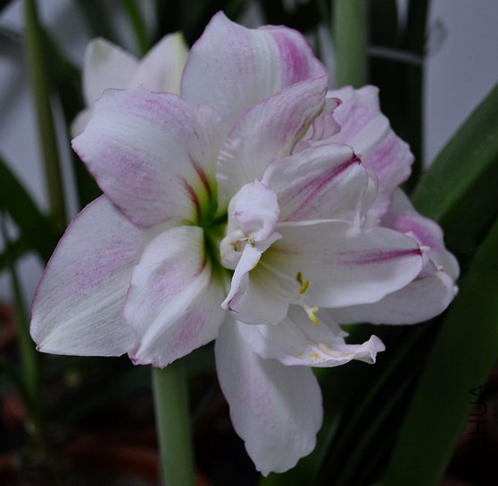 DSC_2006.jpg