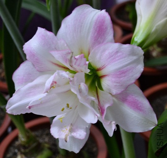 DSC_2010.jpg