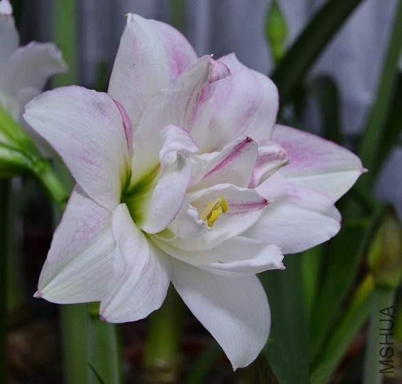 DSC_2078.jpg