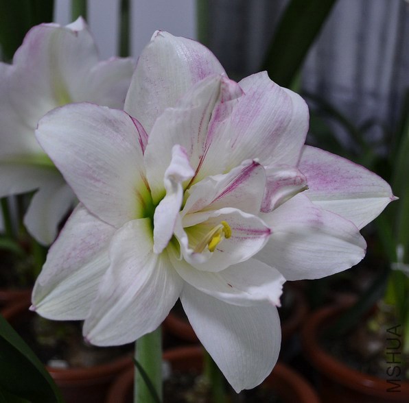 DSC_2106.jpg