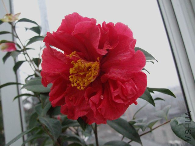 DSCF8168_����.jpg