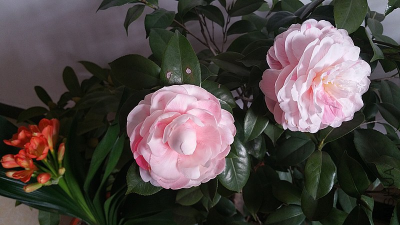 20150123_142035.jpg