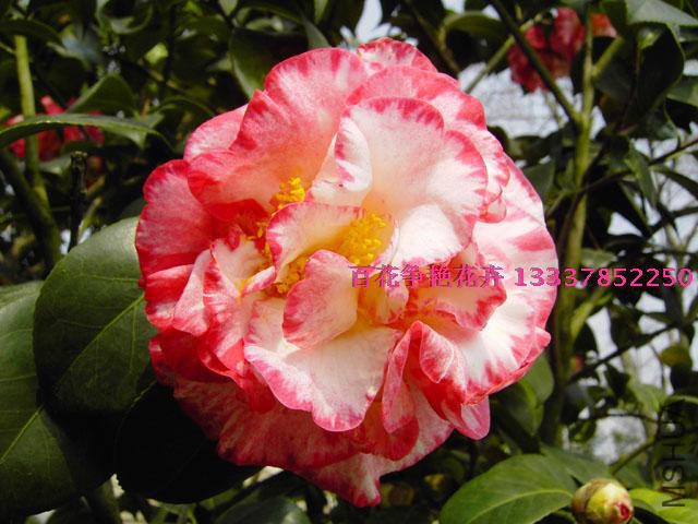 T2BU1DXyBaXXXXXXXX_!!701452137.jpg