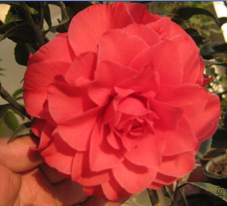 QQͼƬ20150123191923.jpg