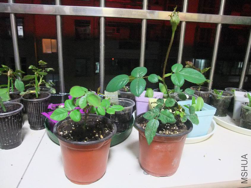 ������С DSCF8432.JPG