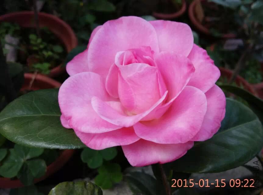 psb (13).jpg