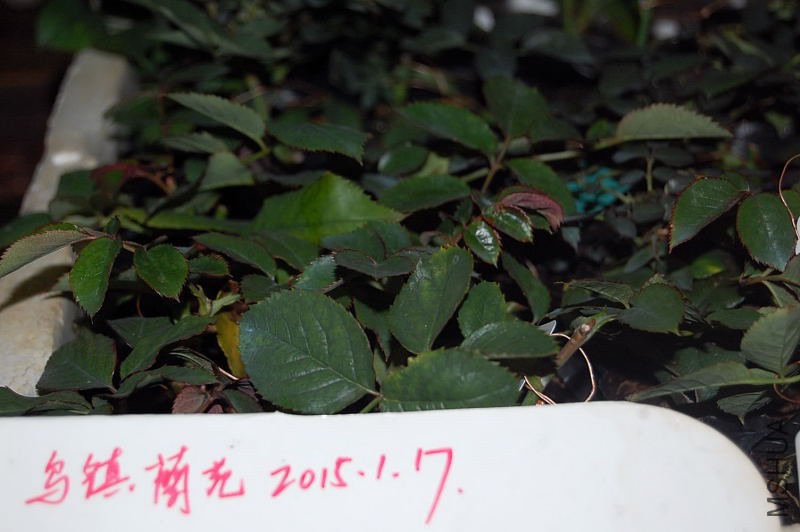 DSC_01400140.JPG
