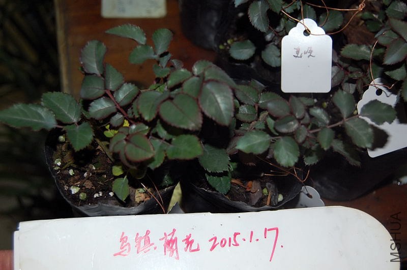 DSC_01530153.JPG