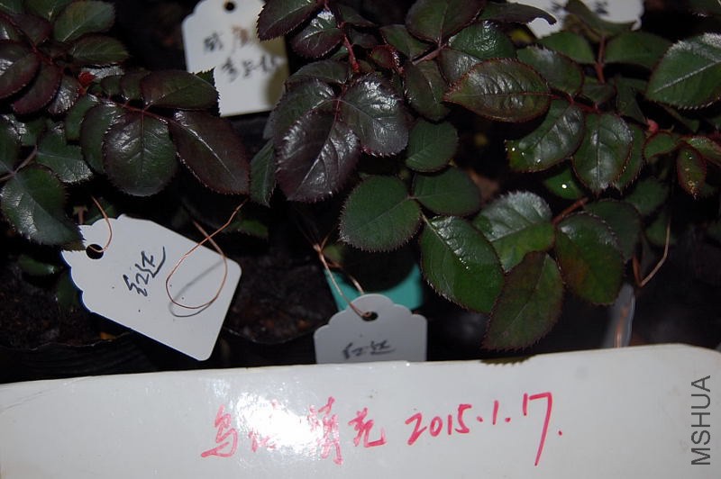 DSC_01510151.JPG