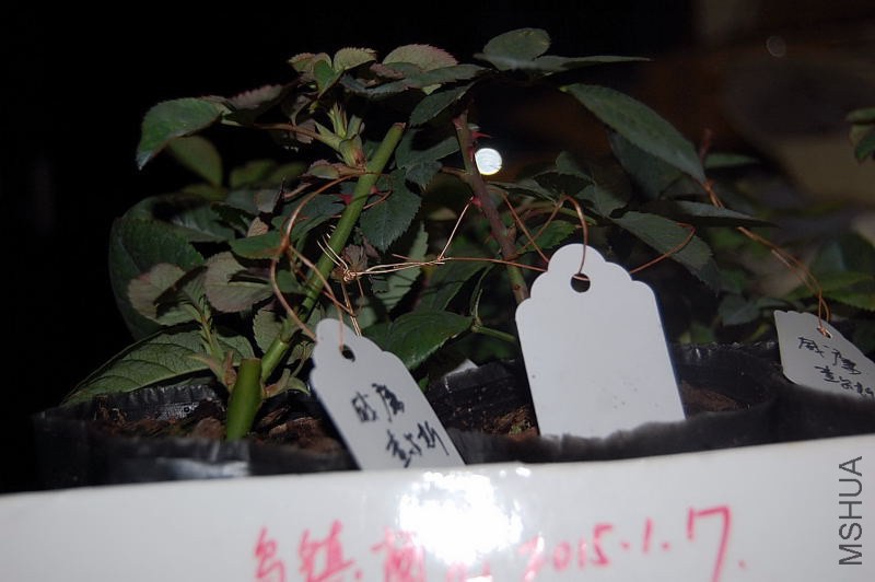 DSC_01490149.JPG
