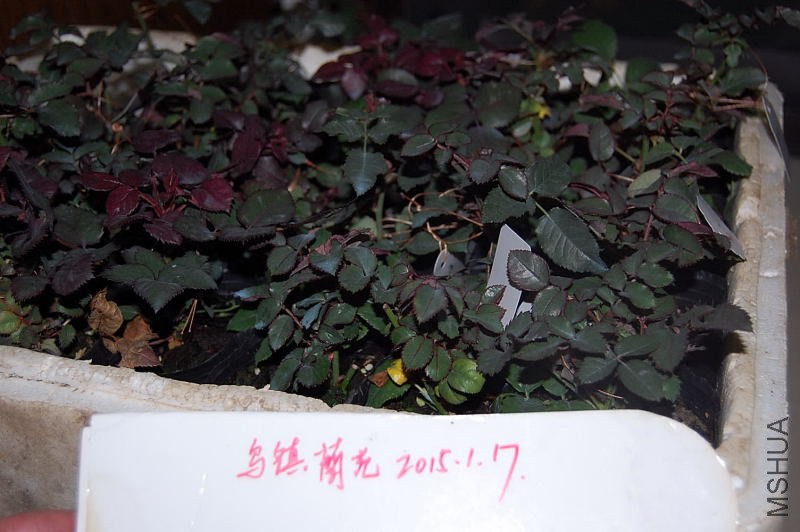 DSC_01550155.JPG